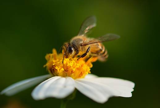 Polinizador sobre una flor